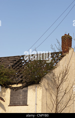 Verfallenes Haus mit Unkraut und Sommerflieder Davidii wachsen vom Dach Stockfoto