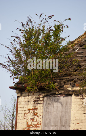 Verfallenes Haus mit Unkraut und Sommerflieder Davidii wachsen vom Dach Stockfoto