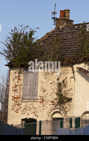 Verfallenes Haus mit Unkraut und Sommerflieder Davidii wachsen vom Dach Stockfoto