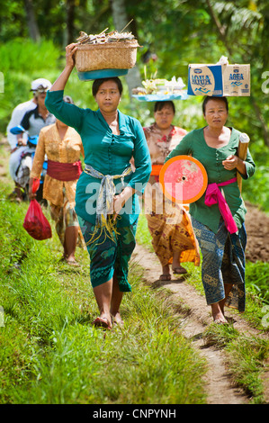 Balinesische Frauen spazieren durch die Reisfelder bringen Opfergaben zu einer Hindu-Tempel-Zeremonie in Ubud, Bali, Indonesien. Stockfoto