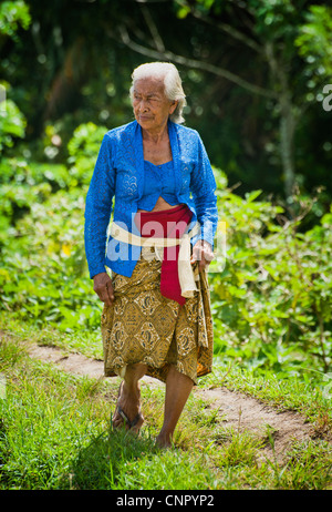 Eine ältere balinesische Frau in traditioneller Kleidung geht durch die Reisfelder, eine Tempel-Zeremonie in Ubud, Bali, Indonesien zu besuchen. Stockfoto