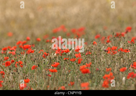 Bereich der gemeinsamen Mohn Papaver rhoeas Stockfoto