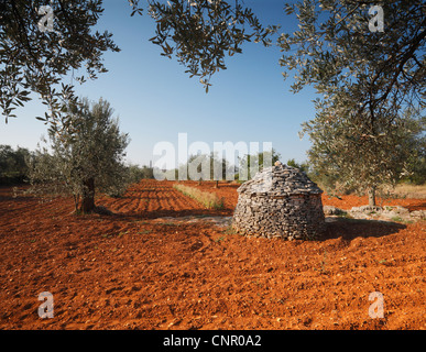 Olive-Plantage in Istrien und traditionelles Steinhaus - Kazun, Kroatien. Stockfoto