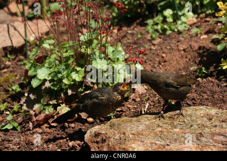 Weibliche Amsel Fütterung jung Stockfoto