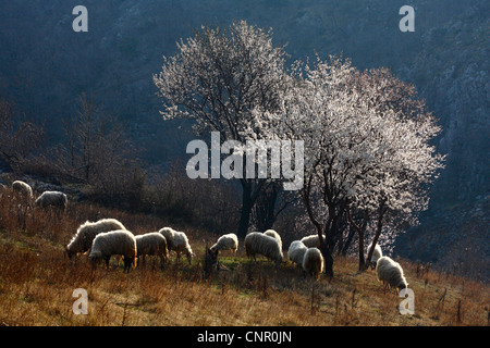 Schafbeweidung Rasen in der Nähe von blühenden Mandelbäumen dir im Frühjahr Stockfoto