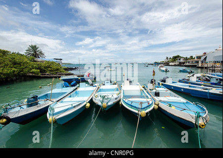 Puerto Ayora Fischmarkt Santa Cruz Galapagosinseln Stockfoto