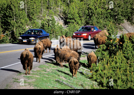 Amerikanische Bisons (Buffalo) blockieren Autos auf der Autobahn im Yellowstone National Park Stockfoto