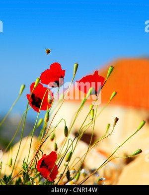 Roter Mohn Blumen Wiese über blauen Himmelshintergrund Stockfoto