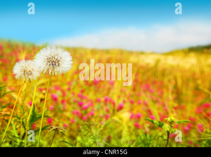 Löwenzahn Blumen Feld, Frühlingslandschaft der Wildblumenwiese Stockfoto