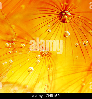Abstrakte Blume Löwenzahn Makro Hintergrund, extreme Nahaufnahme mit Tau fällt, soft-Fokus Stockfoto
