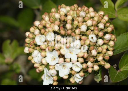 Viburnum x carlcephalum Stockfoto
