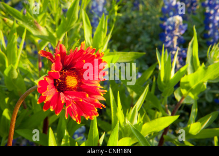 Close-up Texas Bluebonnets (Lupininus Texensis), indische Farbe Pinsel Stockfoto