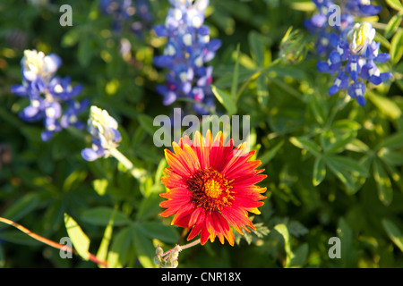 Close-up Texas Bluebonnets (Lupininus Texensis), indische Farbe Pinsel Stockfoto