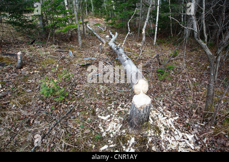 Biber Auswirkungen neben einem Feuchtgebiet entlang der notchway Trail in der Stadt von Franken, New Hampshire USA Stockfoto