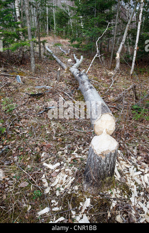 Biber Auswirkungen neben einem Feuchtgebiet entlang der notchway Trail in der Stadt von Franken, New Hampshire USA Stockfoto