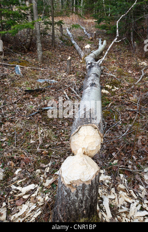 Biber auswirken als nächstes auf einen Bereich der Feuchtgebiete entlang der Notchway in der Stadt Franconia, New Hampshire, USA Stockfoto