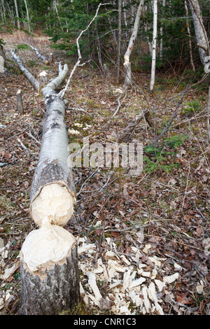 Biber Auswirkungen neben einem Feuchtgebiet entlang der notchway Trail in der Stadt von Franken, New Hampshire USA Stockfoto