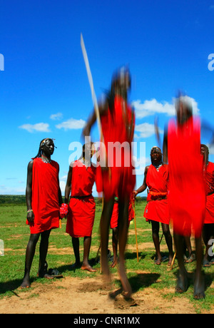 Masai Krieger tanzen traditioneller Tanz. Afrika. Kenia. Masai Mara. Nur zur redaktionellen Verwendung Stockfoto