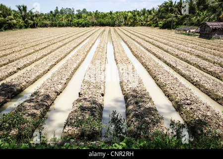 Landwirtschaftlichen Bereich im Mekong-Delta, Vietnam Stockfoto