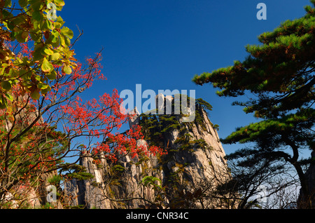Red Mountain Ash Beeren am Anfang peak gelben Berg huangshan China mit blauem Himmel zu glauben Stockfoto