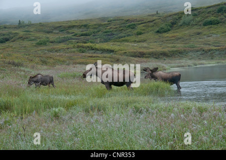 Elch (Alces Alces) Kuh, Calif und Bull Fütterung an einem Teich im Denali-Nationalpark, Alaska. Morgennebel hüllt die Tundra. Stockfoto