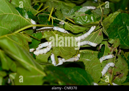 Nahaufnahme der Fünften instar silkworm Motten auf nassen Maulbeerblättern in hongcun China Stockfoto