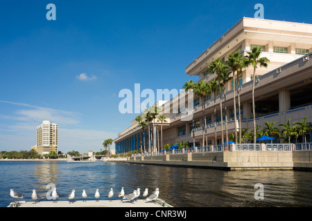 Möwen sitzen auf einem Dock neben Stadt Tampa Convention Center Ufer des Hillsborough River, Tampa Bay Area Florida USA Stockfoto