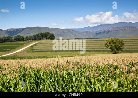 Landschaft, Ausläufer des südlichen Drakensbergen, Eastern Cape, Südafrika Stockfoto