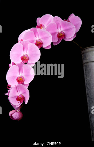 Nahaufnahme von Orchideen Stockfoto