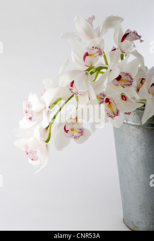 Weiße Orchideen Stockfoto