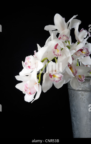 Weiße Orchideen Stockfoto