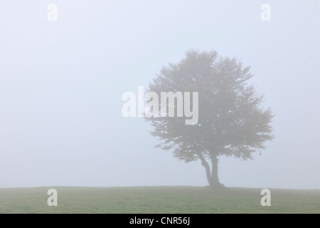 Buche, Schauinsland, Schwarzwald, Baden-Württemberg, Deutschland Stockfoto