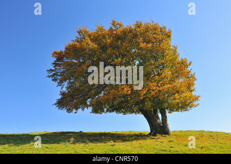 Buche, Schauinsland, Schwarzwald, Baden-Württemberg, Deutschland Stockfoto