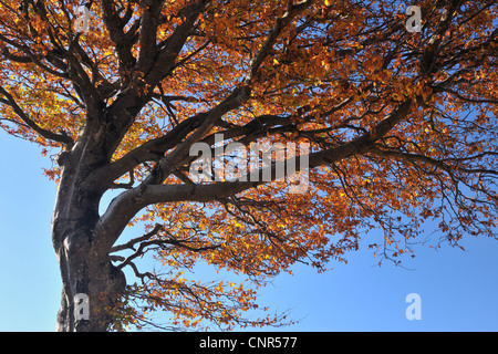 Buche, Schauinsland, Schwarzwald, Baden-Württemberg, Deutschland Stockfoto