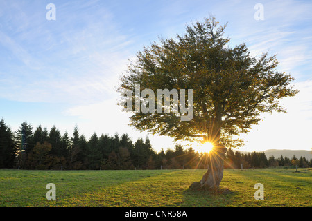 Buche, Schauinsland, Schwarzwald, Baden-Württemberg, Deutschland Stockfoto
