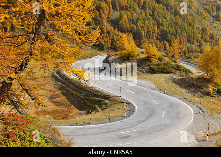 Straße, Livigno, Provinz Sondrio, Lombardei, Italien Stockfoto