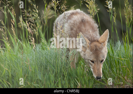 Porträt von Coyote, Yellowstone-Nationalpark, Wyoming, USA Stockfoto