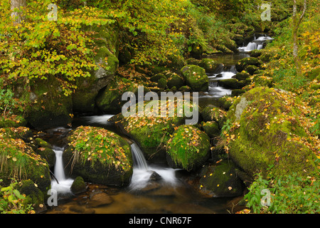 Wald, Bach, Triberg Im Schwarzwald, Schwarzwald-Baar, Schwarzwald, Baden-Württemberg, Deutschland Stockfoto