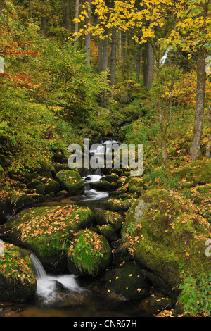 Wald, Bach, Triberg Im Schwarzwald, Schwarzwald-Baar, Schwarzwald, Baden-Württemberg, Deutschland Stockfoto