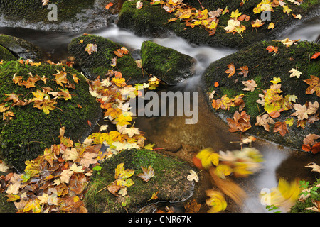 Wald, Bach, Triberg Im Schwarzwald, Schwarzwald-Baar, Schwarzwald, Baden-Württemberg, Deutschland Stockfoto