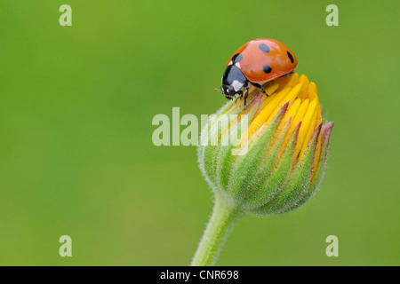 Sieben Spot Ladybird auf Blume Stockfoto