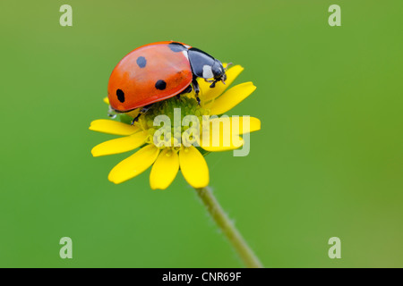 Sieben Spot Ladybird auf Blume Stockfoto