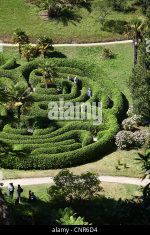 Ein über 180 Jahre altes Kirschbaumlabyrinth in Glendurgan Gardens, einem subtropischen Garten, Mawnan Smith, in der Nähe von Falmouth, Cornwall, England, Stockfoto