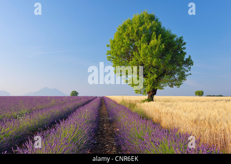 Baum in Lavendel und Weizenfeld, Plateau von Valensole, ´ Alpes-de-Haute-Provence, Provence-Alpes-Cote Azur, Provence, Frankreich Stockfoto