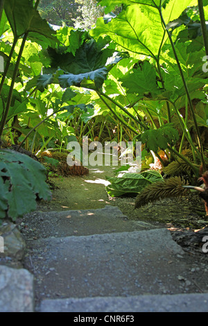 Riesige Gunnera verlässt Glendurgan Gardens, subtropischen Garten Mawnan Smith, in der Nähe von Falmouth, Cornwall, England, Stockfoto