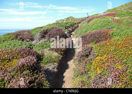 Ein Weg durch das violette Heidekraut und gelbe Ginster Blüten in der Nähe von Nanjizal oder Mill Bay Cornwall, Südwestengland, England, UK Stockfoto