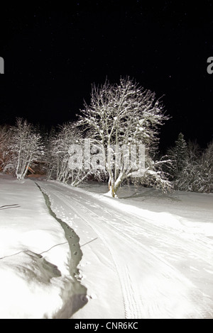 Bäume und Reifenspuren in schneebedecktes Feld Stockfoto