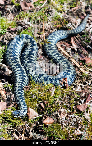 Addierer, gemeinsame Viper, gemeinsame europäische Viper, gemeinsame Viper (Vipera Berus), im Moos, Großbritannien, Schottland, Isle of Mull Stockfoto