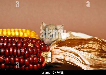 Hausmaus (Mus Musculus), ausgefallene Maus Essen Maiskolben Stockfoto