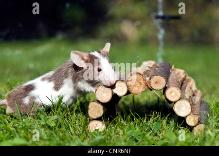 Hausmaus (Mus Musculus), machte Lust Maus Dehnung an der Brücke von willow Stockfoto